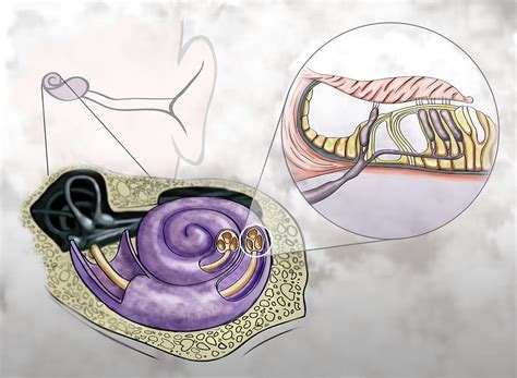 Auditory Hair Cells Illustration Photograph By Spencer Sutton Pixels