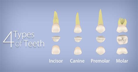 4 Types Of Teeth Incisors Eight Front Teeth Four On Top And Four On