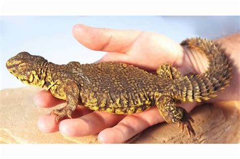 Top Five Most Docile Pet Lizards Backwater Reptiles Blog