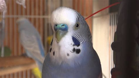 Budgieparakeet Chirping And Singing Remy Youtube