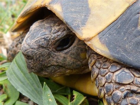 Why Do Turtles Have the Ability to Retract Their Heads? | Plants And