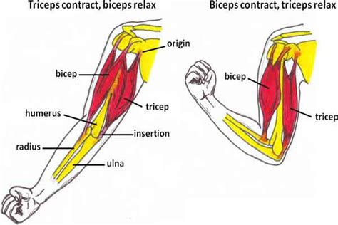 A very slight change in the length of the biceps causes a much larger movement of the forearm and hand, but the force applied by the biceps. Biceps Muscles- Functions, Conditions & Injury Treatments ...