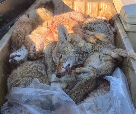 Hunters And Ranchers Prevail Preserve Coyote Killing Contests • Nevada Current