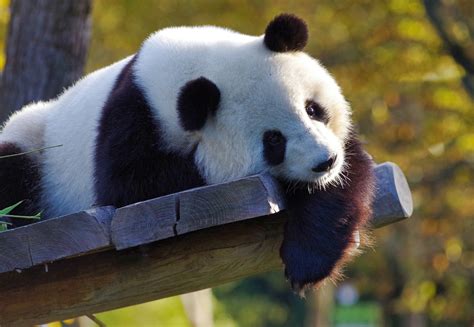 The Giant Panda Is No Longer Endangered In China Impakter