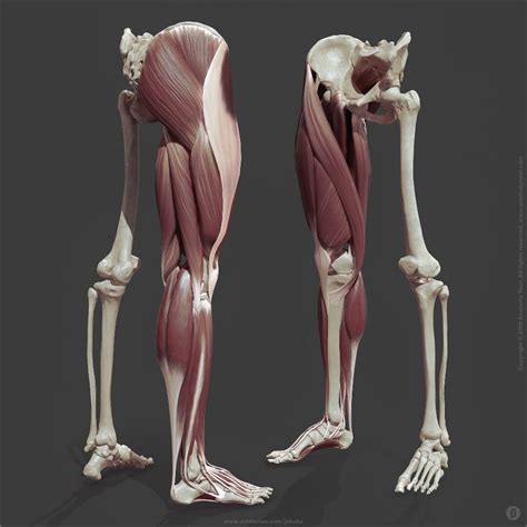 Artstation Leg Anatomy Jekabs Jaunarajs Leg Anatomy Human Body