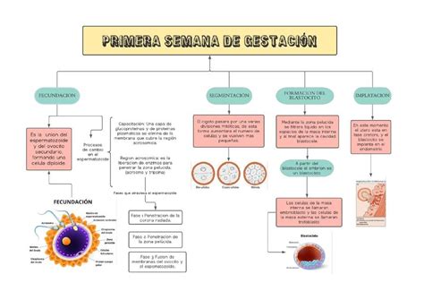 Mapa Conceptual Del Desarrollo Embrionario Del Ser Humano Images