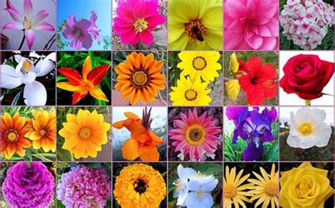 20 Gambar Bunga Dan Nama Galeri Bunga Hd