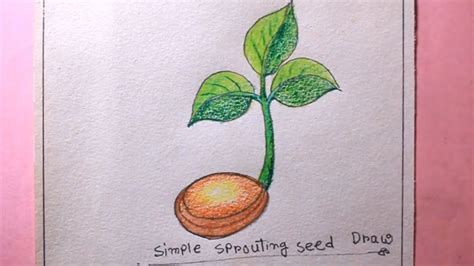 How To Draw Sprouted Seedsdraw Sprouting Seeds Easysprouteding Seed