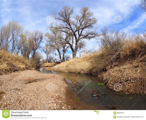 Dormant Cottonwoods Line The Banks Of The San Pedro Stock Image Image