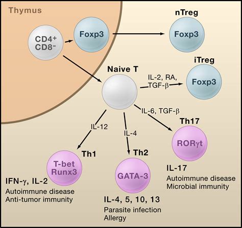 Regulatory T Cells And Immune Tolerance Cell