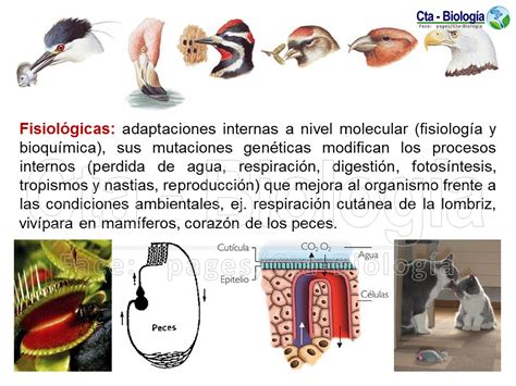 Biología Didáctica Nsc 5° Ccnn Adaptaciones