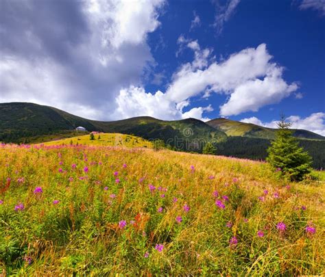 Beautiful Summer Landscape Stock Photo Image Of Clear 23680702
