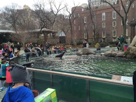 Ultimate Guide To New York Central Park Zoo With Kids