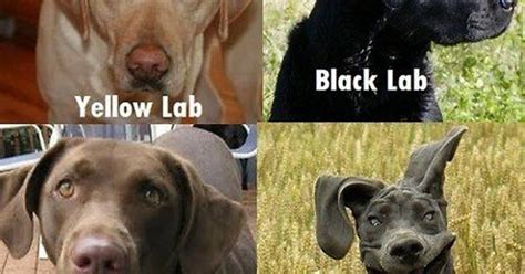 Know Your Dog Breeds Imgur