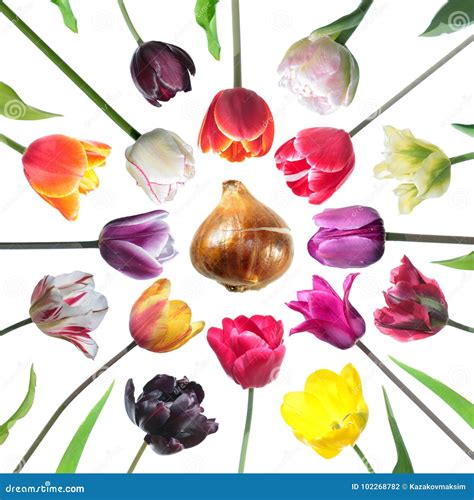 Set Of Tulip Flowers Of Different Colors With Tulip Bulb And Leaves