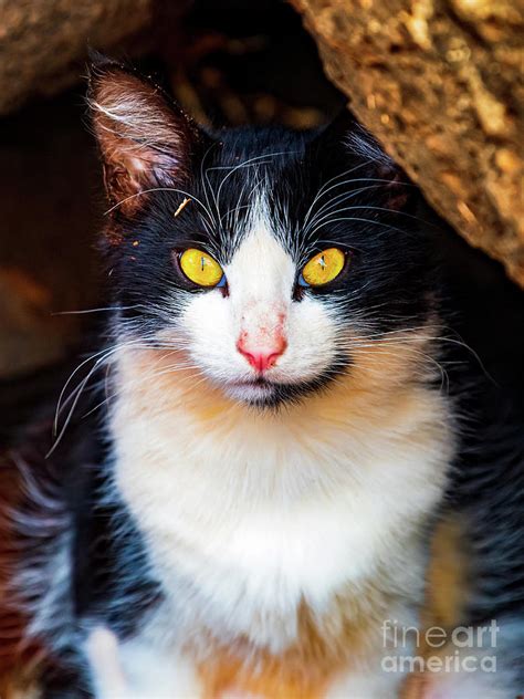 Portrait Of Mr Whiskers Black And White Feral Cat Of Sand Island Hawaii