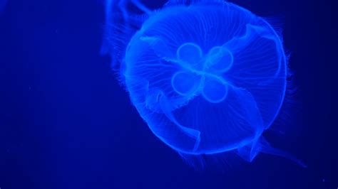 5 Most Venomous And Deadliest Jellyfish In The World 42west
