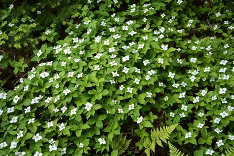 10 Best Ornamental Shade Loving Ground Covers