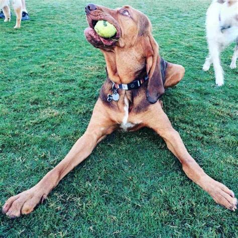 14 Pictures Only Bloodhound Owners Will Think Are Funny