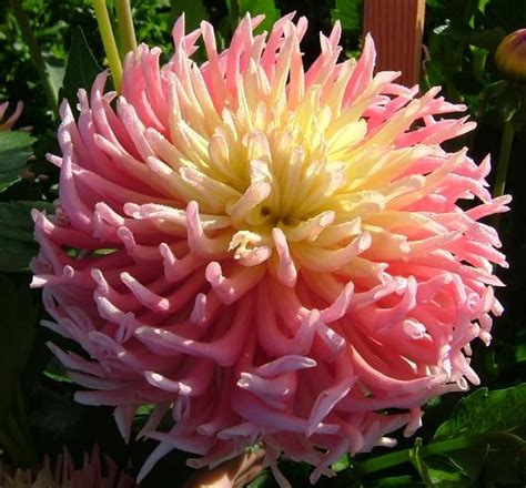 Rare collectable hostas, streaked hostas, sun tolerant hostas, blue hostas, miniature hostas, small hostas, medium hostas, large hostas, new hostas, and so much more! Dahlias Oregon | Dahlia Tubers for sale by Eugene Kenyon ...