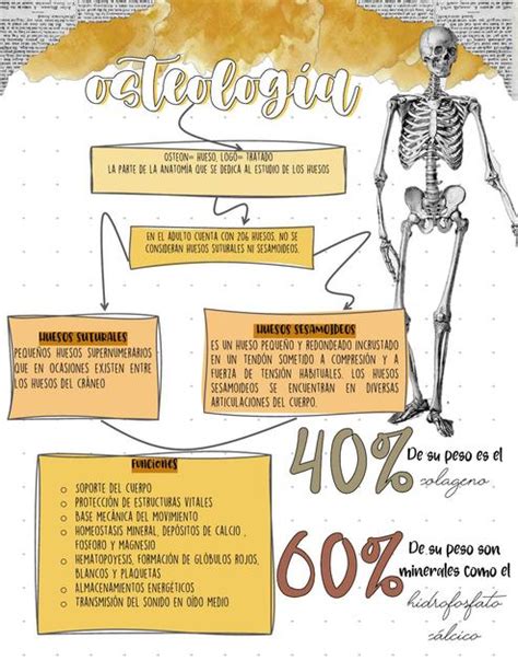 Osteología Huesos Medicina Preventiva Udocz