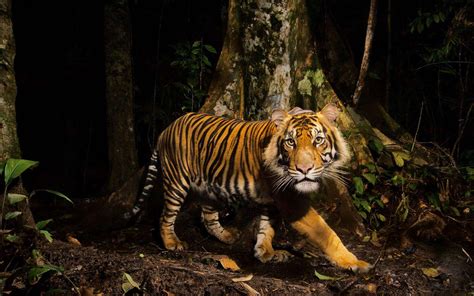 National Geographic Tiger Wallpapers Wallpaper Cave