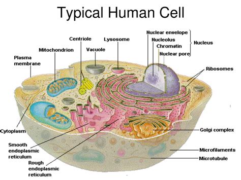 Ppt Chapter 5 The Human Organism And The Perpetuation Of Life
