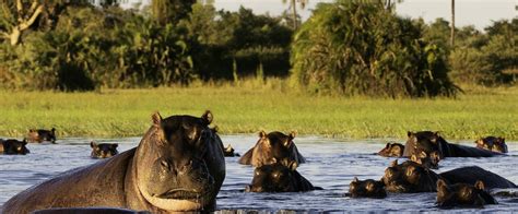 3 Great Reasons To Visit Botswana - Aspiring Backpacker ...