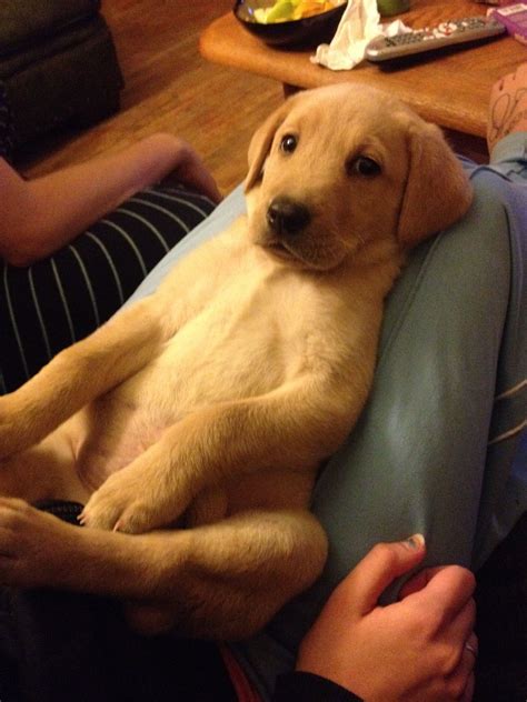 8 Weeks Old Yellow Lab Puppy Looks Almost Just Like Mine