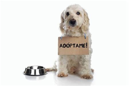 5 Razones Por Las Que Adoptar Un Perro Es La Mejor Opcion