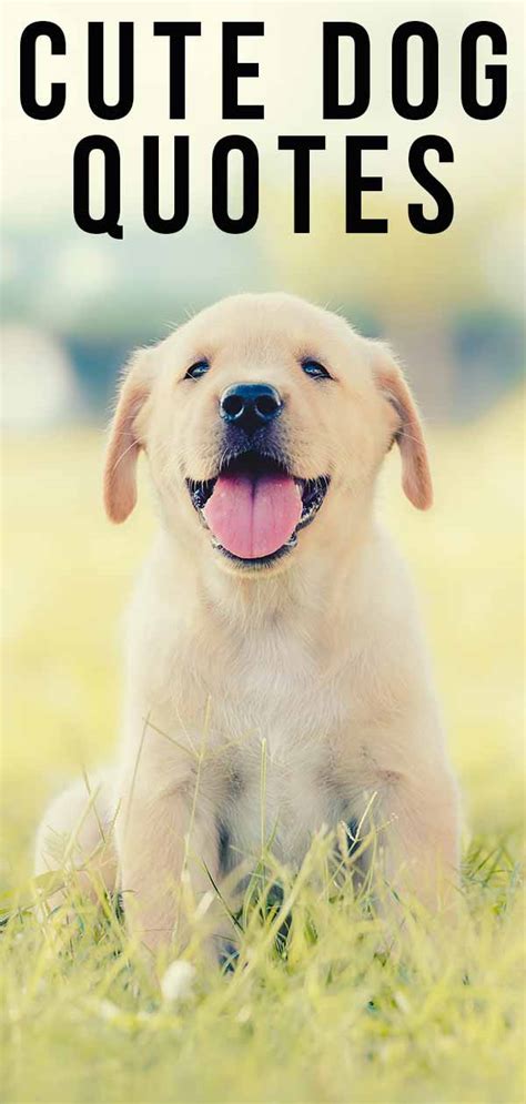 30 Cute Dog Quotes And Sayings Audi Quote