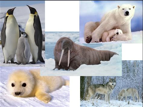 Polar Regions « Alexandra Grover