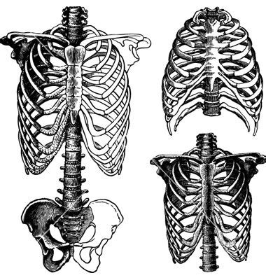 Various skeletal muscles are attached to the rib cage. Anatomical chest drawings vector | Drawings, Skeleton ...