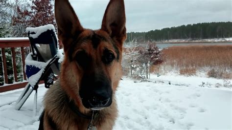 German Shepherd Experiences Snow For The First Time And Barks At It