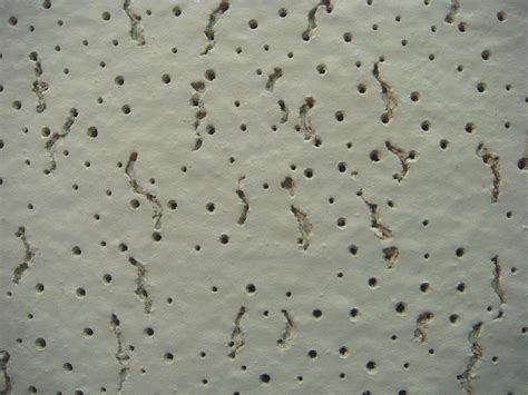 There are many ways to figure out whether your popcorn ceiling has any asbestos. Asbestos Ceiling Tile - Surface Pattern | Close-up view of ...