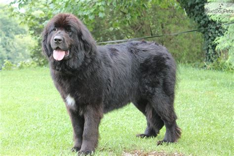 Search virginia dog rescues and shelters here. Baron: Newfoundland puppy for sale near Southwest VA ...
