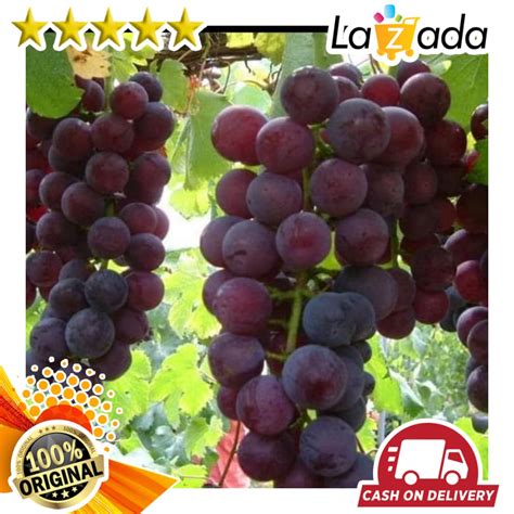 Gambar sketsa buah buahan (anggur). Deretan Gambar Tanaman Anggur Merah yang Wajib Disimak ...