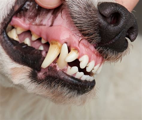 Is Periodontal Disease Curable In Dogs