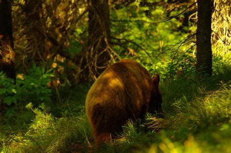 a little brown bear photograph by jeff swan pixels
