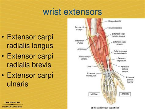 Muscles Used In Wrist Extension