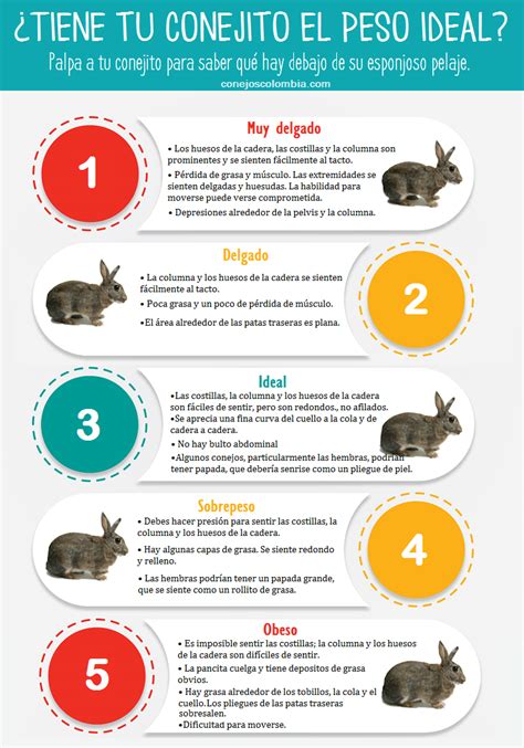 Infografía ¿tiene Tu Conejito El Peso Ideal Conejos Colombia