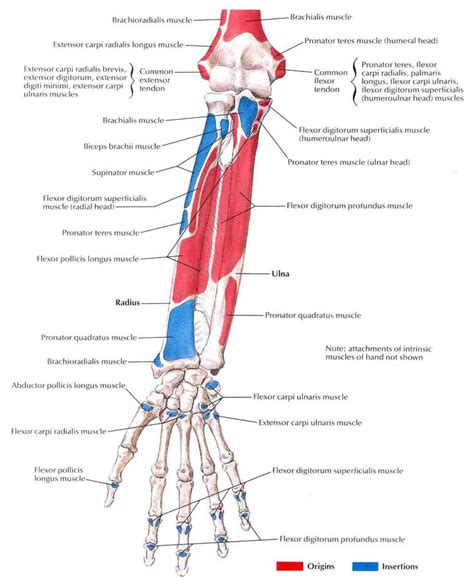 muscles of forearm origin and insertion Google 검색 Blog