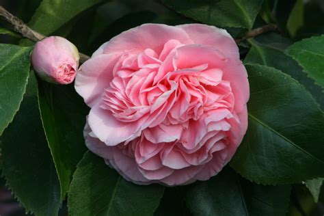 When the camellia blooms (korean: Debutante Camellia - Monrovia - Debutante Camellia