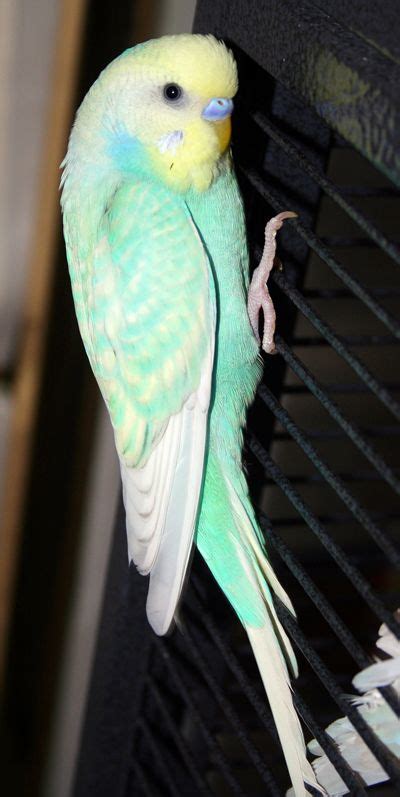 Colorado Budgie Parakeet Breeder Parakeet Colors Budgie Parakeet
