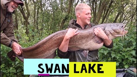 Bluebell Swan Lake Youtube