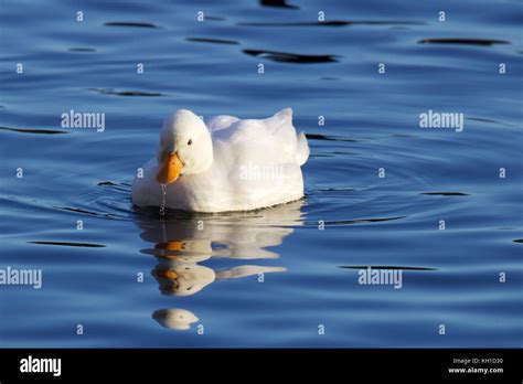 Little White Duck Swimming On Blue Water Stock Photo Alamy