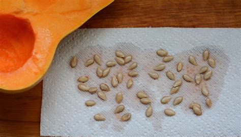 The moisture from the refrigerator causes it to soften and decay quickly. How to Save Butternut Squash Seeds | Garden Guides ...
