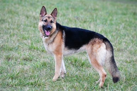 100 Free Perro Cachorros Pastor Aleman And German Shepherd Images Pixabay