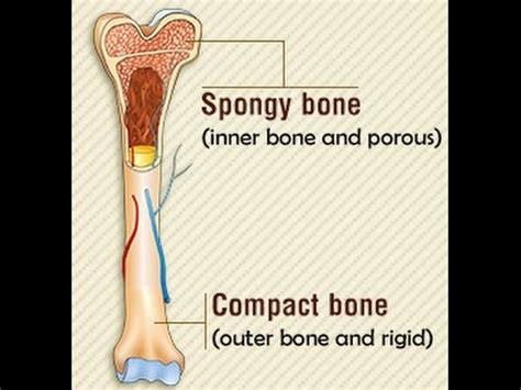 Difference Between Spongy Bone And Compact Bone Difference Wiki