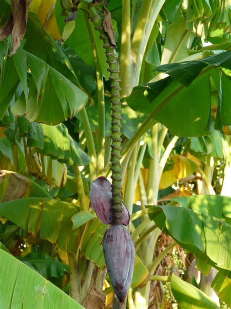 1080x1812 Wallpaper Green Banana Tree Peakpx